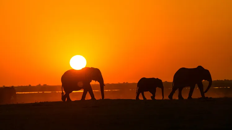 Silhueta de elefante