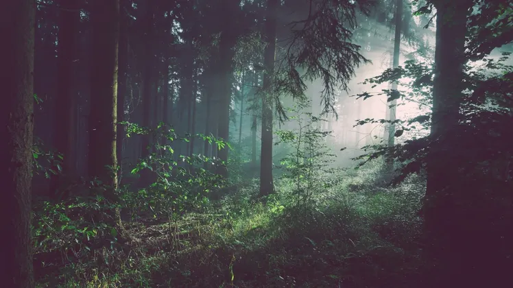 Foto de floresta por Sebastian Unrau no Unsplash