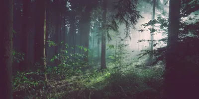 Foto de floresta por Sebastian Unrau no Unsplash